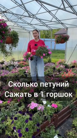 Сколько петуний сажать в один горшок