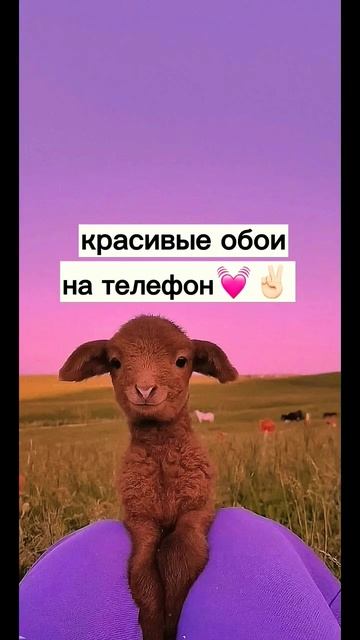 🔥❤️Красивые обои на телефон 🔥❤️ смотреть онлайн