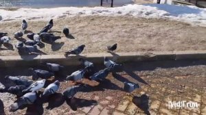 Доброе дело\ Кормление голубей\Приятного просмотра