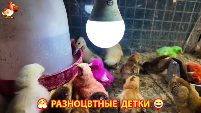Цыплята и утята милые пушистики растут на радость хозяину (15)