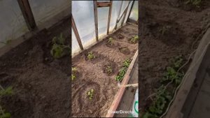 Пока я в больнице, на даче хозяйничает старшая дочь.