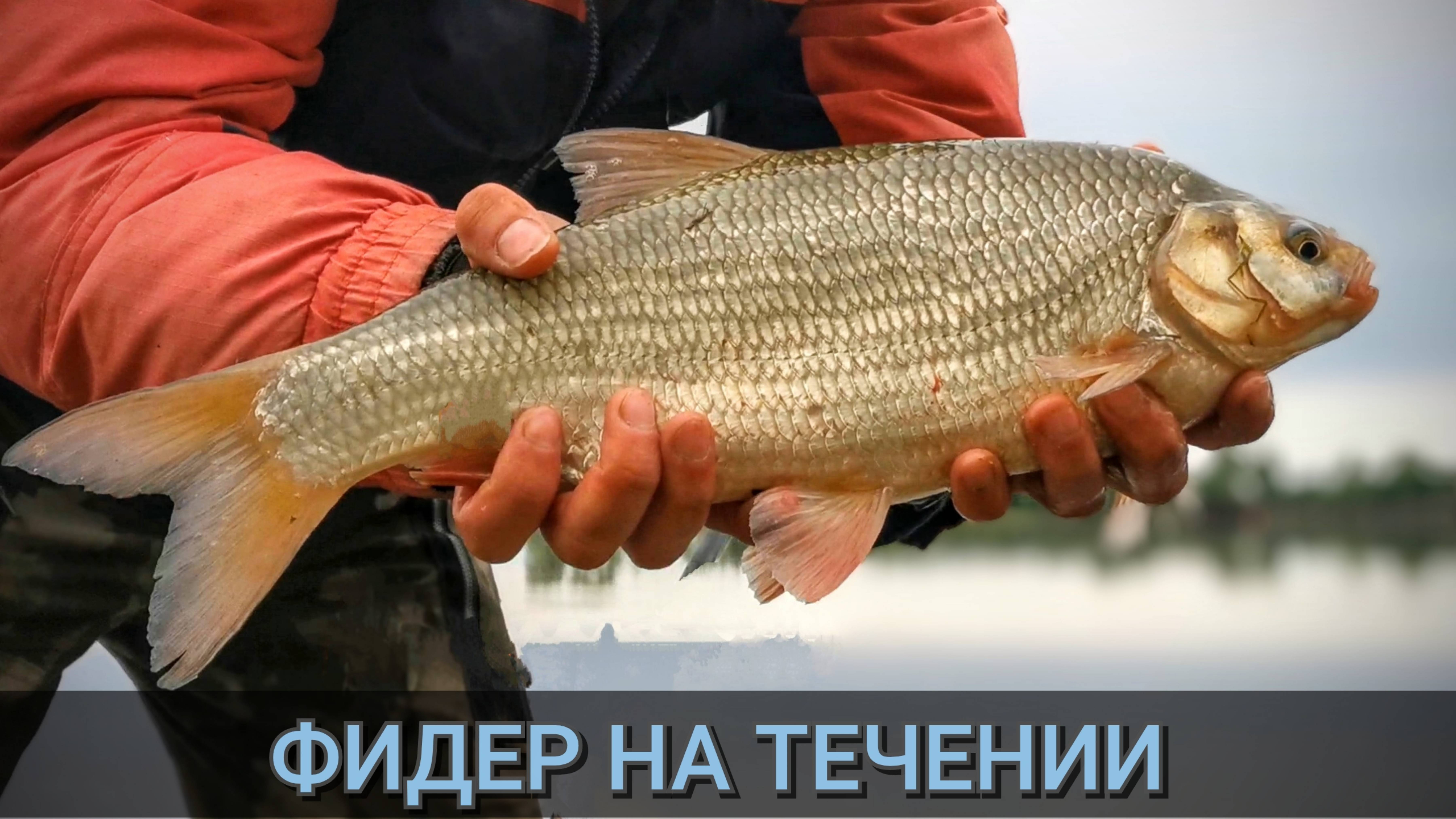 Речной фидер. Рыбалка 2025. Поклёвки на фидер.