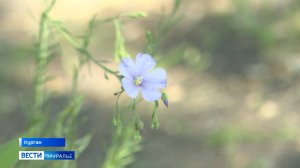 Узнали у курганских синоптиков, каким будет июнь