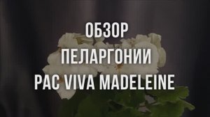 Обзор пеларгонии PAC Viva Madeleine. Выпуск от 15.08.21