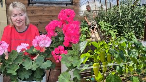 Дачные советы Выращивать на продажу?ПОДВЯЗКА ПЕРЦА.Почему ГЕРАНЬ ЦВЕТЕТ ШАПКАМИ.Огурцы