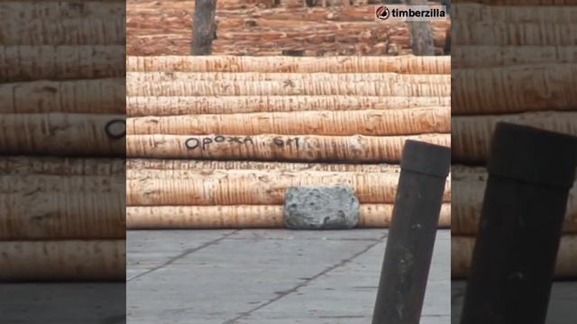 Кругляк сосна | Пиломатериалы Киев / Васильков #пилома? смотреть онлайн