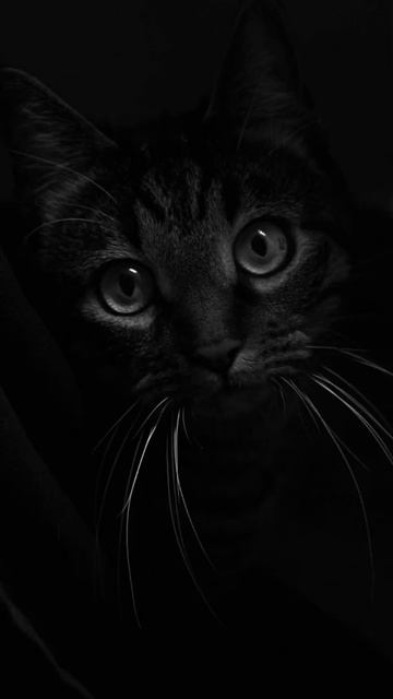 Чёрные обои. смотреть онлайн