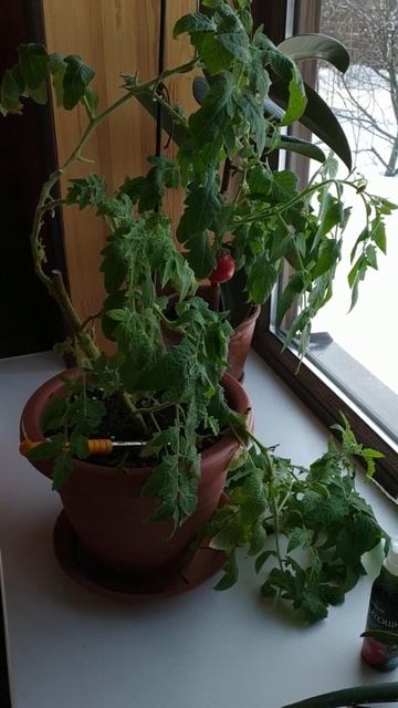 За окном февраль, на подоконнике "урожай" смотреть онлайн