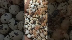 Вылуп перепелят в инкубаторе Блиц Дели .