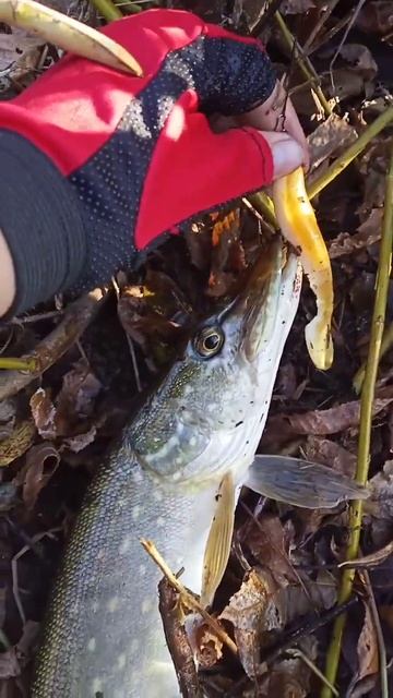 отличная щука осенью на силикон смотреть онлайн