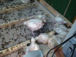 Куры Бройлеры Хаббард 16 дней.