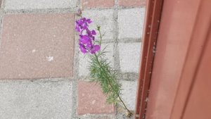 Живокость - красивый сорняк