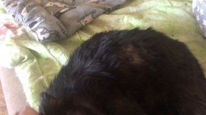 Приехало 2 кота. Вернулся Лео