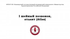 Первый шейный позвонок - Атлант (Atlas)
