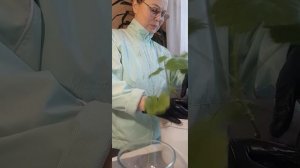 Пересадка герани в горшок| Ирина Родина