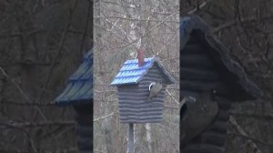 Скворечник из пеноплекса за год: Птицы дерутся за доми