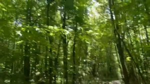 Утро в Дремучем Лесу: Роса, Птицы и Только Я