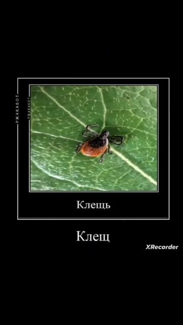 мыжик орёт , скачать обои клещ рояль #meme #рек #юмор #рофл смотреть онлайн