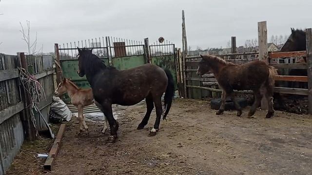 Вишня ожеребилась 20 Февраля смотреть онлайн