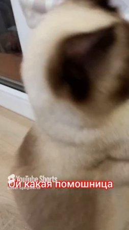 Кошка Ладушка🐱помошница 😂👍 #смешныекоты #котики #приколы #прикольные котики