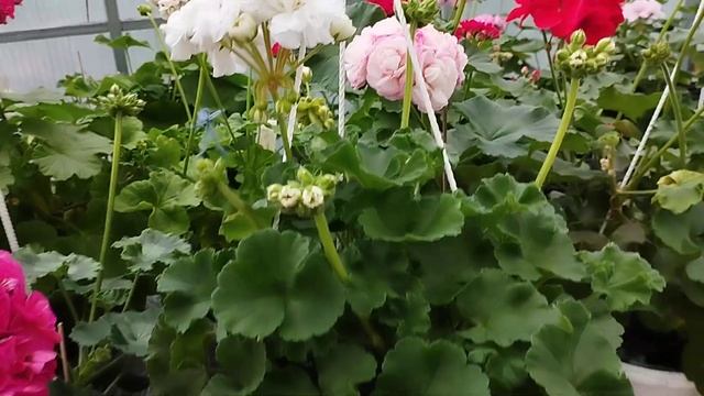 Пеларгония- сорта 100% для подоконника рекомендую!