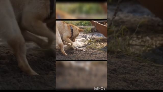 фильм Мой Хатико смотреть онлайн