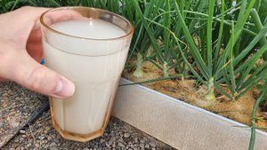 СРОЧНО дайте это Луку и Лук будет крупный, без болезней и вредителей. Важная подкормка. Лук в июле