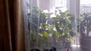 20250602_105749 Наконец вывозим рассаду на дачу. Потеплело