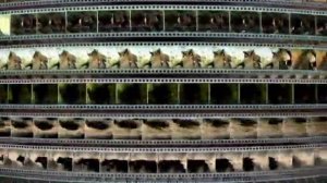 Заставка компании “VOX-Video” (2004-2009)