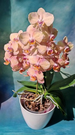 Phal. Legato 🌈 Пышное цветение радужной орхидеи Легато 🌸 19 цветочков 🌸