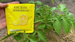 Как я спас свои томаты и огурцы от гибели – результат поразил!