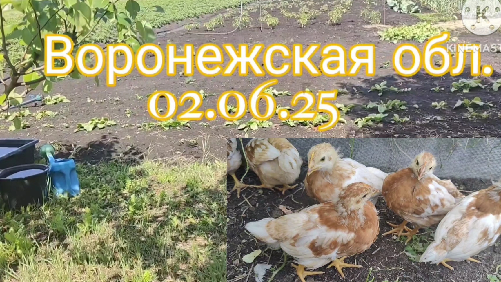 🌿Наш огород.Бройлеры красные и белые.Какие лучше? Моим цыплятам месяц.2.06.25 г.