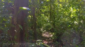 Inside the Untouched Jungle: 1 Hour of Natural Sounds & Lush 4K Rainforest