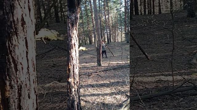 Так древнии славяне обнимались ветви деревьев для использования в строительстве древесину