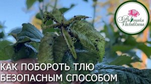 КАК ПОБЕДИТЬ ТЛЮ В САДУ