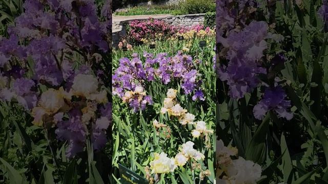 Ирисы. Никитский ботанический сад. 01.06.25 (4)