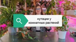 Нутации у комнатных растений или как двигаются наши растения