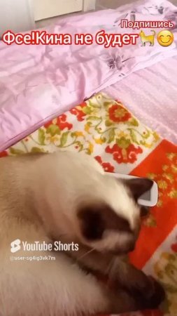 🐱Все кина не будет😂 #смешныекоты #котики #прикольныекотики #кошка Ладушка