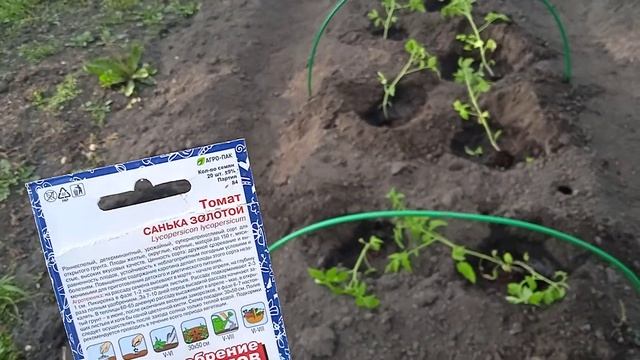 Сажаю ПОМИДОРЫ в Открытый Грунт "САНЬКА ЗОЛОТОЙ ВИШН смотреть онлайн