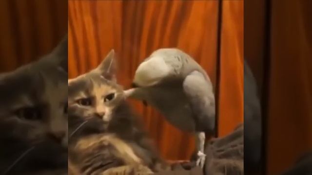 Обои клеить умеешь смотреть онлайн