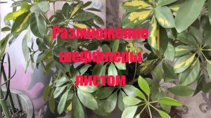 Эксперимент провалился! Размножение шеффлеры листом #размножениешеффлеры #шеффлера #комнатныерастени