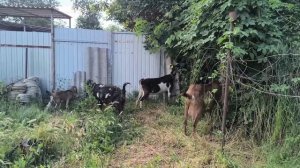 Чем обрабатываю клетки кроликам.Кози шкодят .Наши будни.