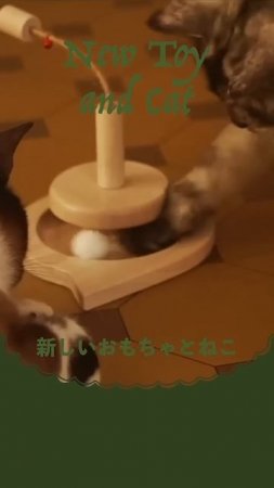 新しいおもちゃとねこ | New Toy and Cat