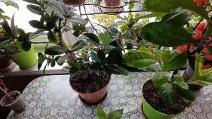 Україна. Иксора - содержание, уход.