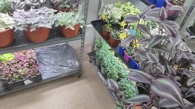 Как вырастить шикарные кусты традесканций и шары каллизии быстро к весне. Уход полив. Обзор Часть 2.