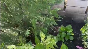 1 июня 2025г БУРНОЕ ЦВЕТЕНИЕ ГОРТЕНЗИИ И РОЗ.