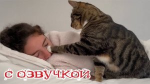 Приколы с котами! С ОЗВУЧКОЙ! Смешные коты и собаки! Самые смешные животные! 2025!