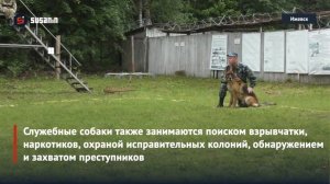 Соревнования кинологов в Удмуртии