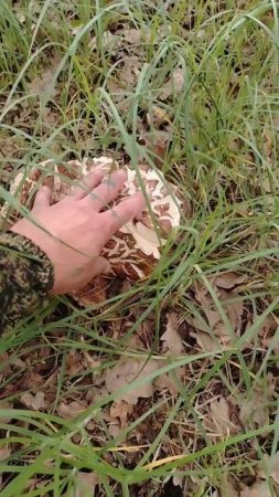 Такая вот шляпа