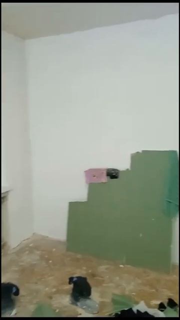 Понеслась Грунтовка/Шпаклевка/Вторичка😊 смотреть онлайн